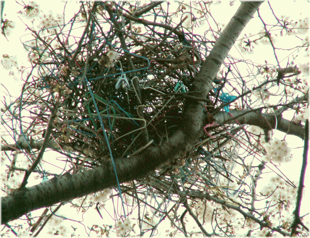 ☆｢野生の思考｣によるブリコラージュ器用仕事 手仕事の具体例：針金ハンガーでつくる｢カラスの巣｣  針金ハンガー製　パイプハンガー　桜の木　上